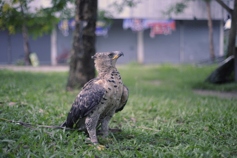 African Crowned Eagle จัดได้ว่าเป็นอินทรีย์ที่มีกรงเล็บเเละเเรงบีบในการสังหารเหยื่อเเบบรุนเเรงจัดอยู