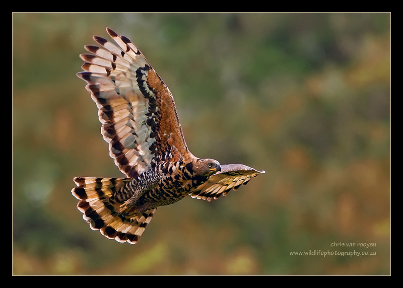 รูปสีนกที่อายุได้เเละโตเต็มที่ครับ(รูปจากgoogle) African Crowned Eagle  จัดได้ว่าเป็นนกนักล่าที่ดุมา