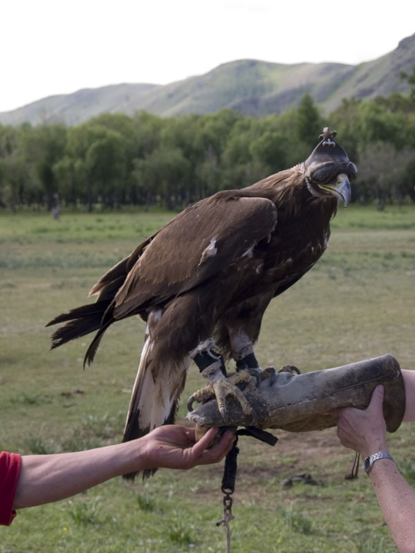 เเละตอนนี้ในประเทศไทยก็ได้มีทั้งอินทรีย์ทอง(GOLDEN EAGLE) ตัวเดียวในไทยเเละ อินทรีย์หัวขาว(BALD EAGL