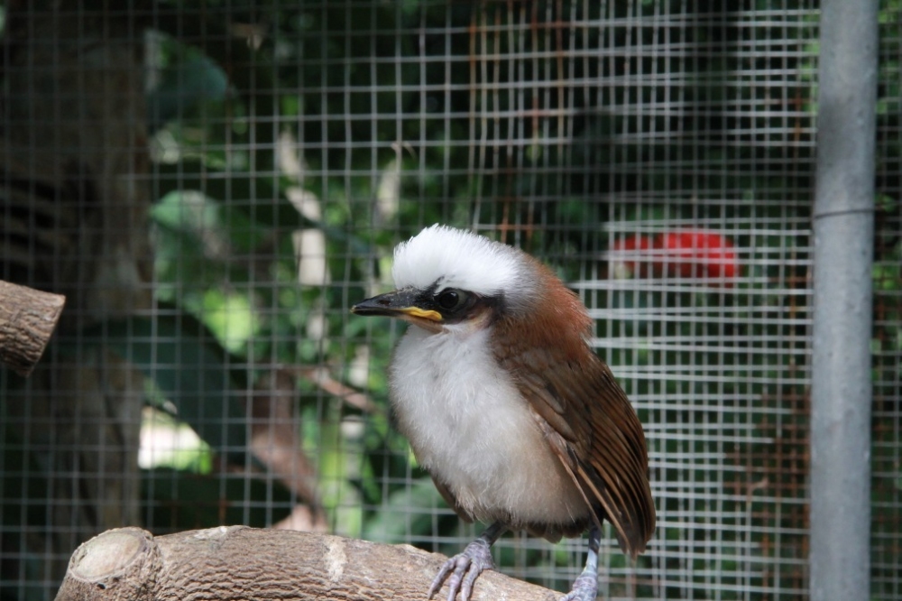  [b]นกกระรางหัวหงอก[/b]


ลักษณะทั่วไป :	 นกกระรางหัวหงอกทั้งตัวผู้และตัวเมีย มีลักษณะคล้ายกัน ขน