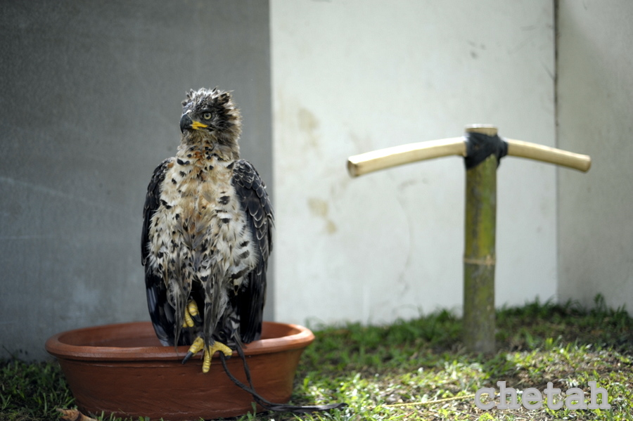  [b]African Crowned Eagle[/b] เวลาพักผ่อนครับ :blush: