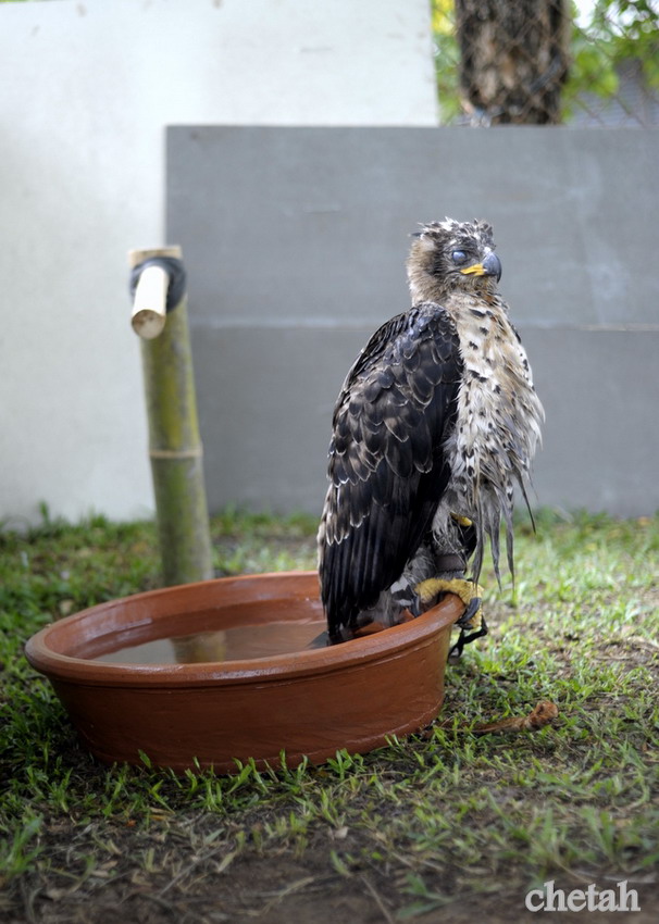  [b]African Crowned Eagle[/b] :blush: