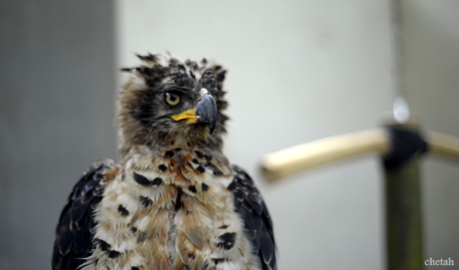  [b]African Crowned Eagle[/b] :blush: