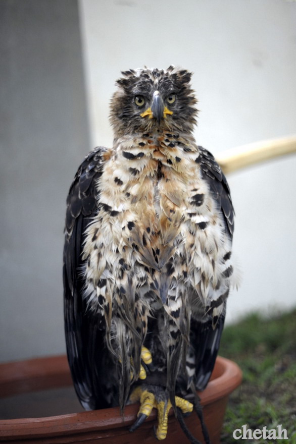  [b]African Crowned Eagle[/b] :blush: