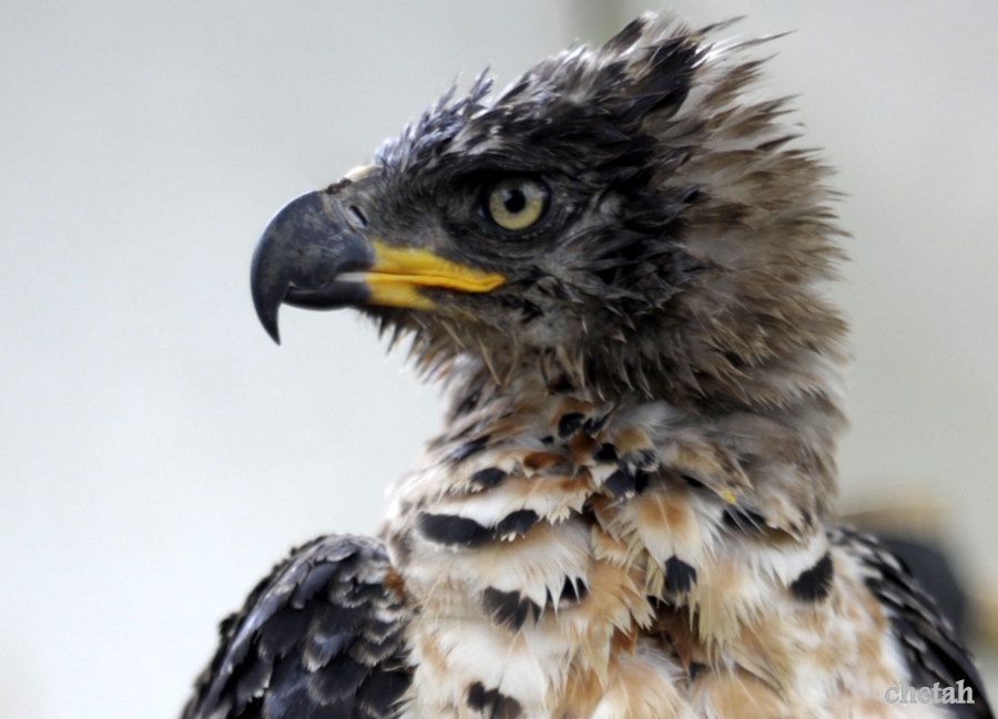  [b]African Crowned Eagle[/b] :blush:  โหดเเน่ๆครับ