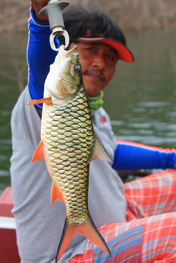 มีคนถามว่ามีอีกตัวป่าวเพ่ เอามายืม