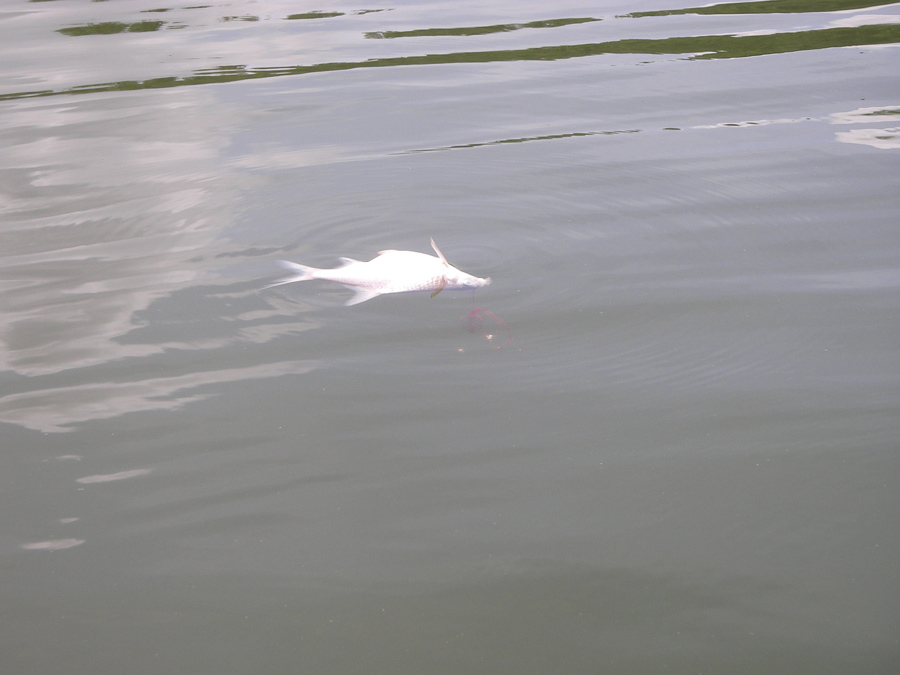 ลอยเรือตีปลาไปเรื่อยๆปลาอะไรลอยมา