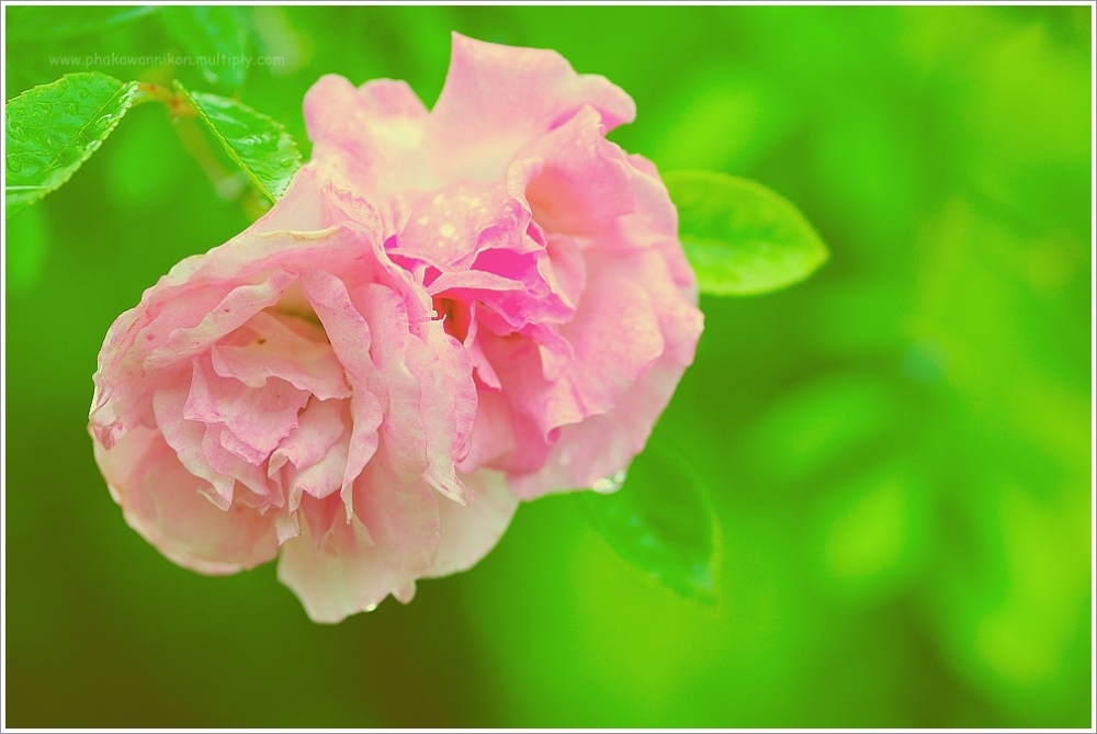 Test...Tokina 100mm. :laughing: :laughing: :laughing: :laughing: