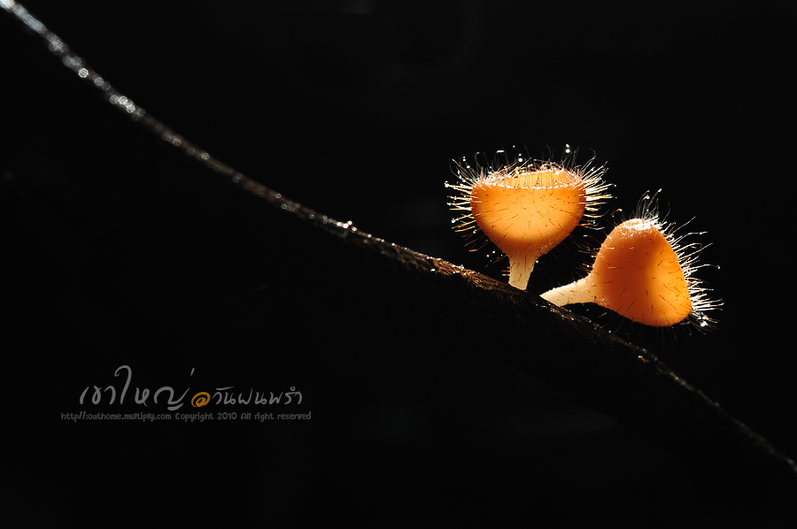 อีกช่อครับ... :cheer: :cheer: