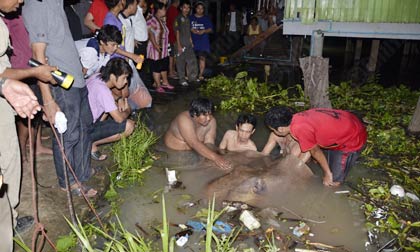 หายนะเรือน้ำตาลล่ม