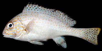 ปลาสร้อยนกเขา
Diagramma pictum
(Thunberg, 1792)
Yellow-spotted Slatey 
ขนาด 80cm
