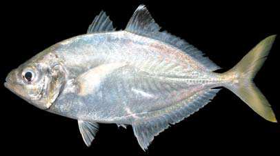 ปลาสีกุนครีบดำ
Carangoides praeustus
(Bennett, 1830)
Brownback Trevally 
ขนาด 30cm
