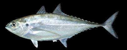 ปลาหางแข็ง
Megalaspis cordyla
(Linnaeus, 1758)
Torped Scad 
ขนาด 40cm