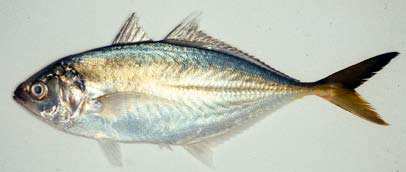 ปลาสีกุน
Alepes djedaba
(Forsskål, 1775)
Shrimp Scad ขนาด20cm
