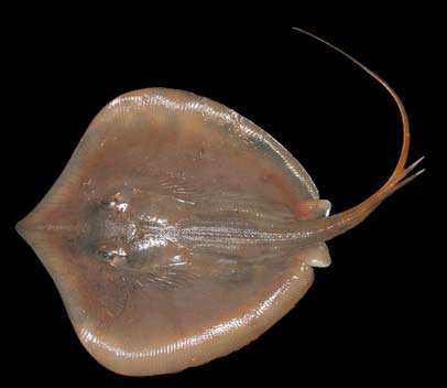 ปลากระเบนแคระ
Himantura walga
(Müller and Henle, 1841)
Dwarf Whipray ขนาด 25cm