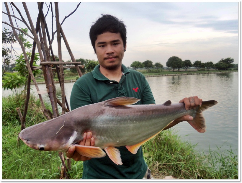 พาน้องมาด้วยครับ ... พึ่งหัดตกปลาวันนี้ครั้งที่2   เลยไปตกบ่อปลาหนังด้านหลังผม.. ได้ปลาสวายตัวในชีวิ