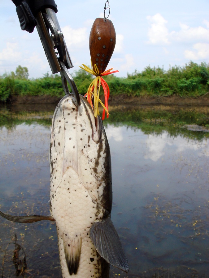 สวัสดีครับน้า... aon_saimfishing.. ขอบคุณที่ตามชมนะครับ
[q] +เหยื่อเป็นตาหมานแท้น้อครับ อ้ายโต [/q]