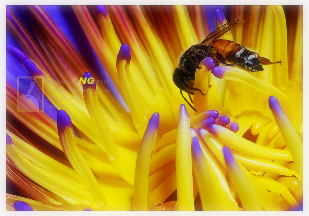 Level 1
ภาพมาโครทั่วไป ดอกไม้ แมลง ที่เน้นใหญ่ คมชัด เป็นหลัก