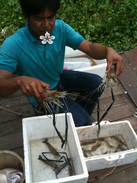  [b]น้ารพินทร์ ...พยายามแยกขนาดกุ้ง.... เอ