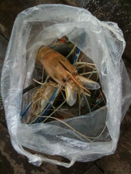  [b]กุ้งตัวขนาดนี้..บานเลย...ทำอย่างไรด
