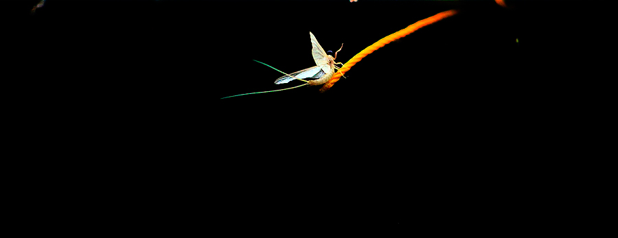 ก่อนนอน เห็นแมลงชีปะขาว บินเล่นไฟ กำลัง เมาๆ เลยลองเอาเลนส์เทเล มาถ่าย ครับ

 :laughing: