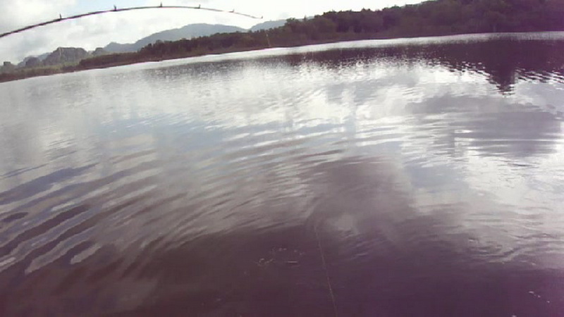 ปลาวิ่งกลับมาใกล้เรือ