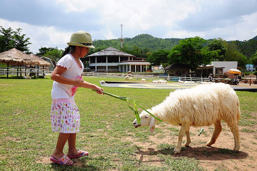 ขาใหญ่ในบ้านก็กลัวแกะเหมือนกันนิห