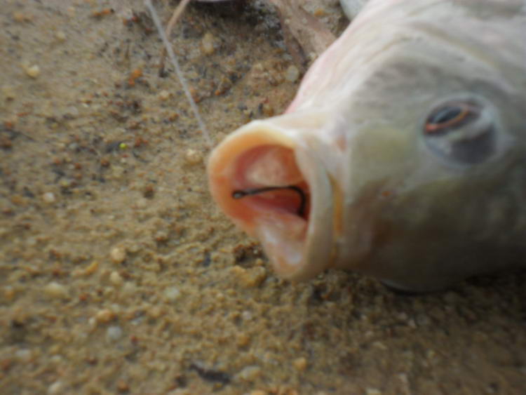 ตัวเบ็ดเกี่ยวในปากปลา ถูกต้องตามกติกาทุกอย่าง  :laughing: :laughing: :grin: :grin: