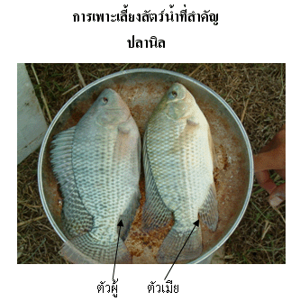 สรุปได้ปลานิลและตะเพียนไป 10.5 กก. 

ต้องจ่าย ไป 500 บาท เขาลดให้ 25 บาท จาก 525 บาท 

ที่นั่นเข