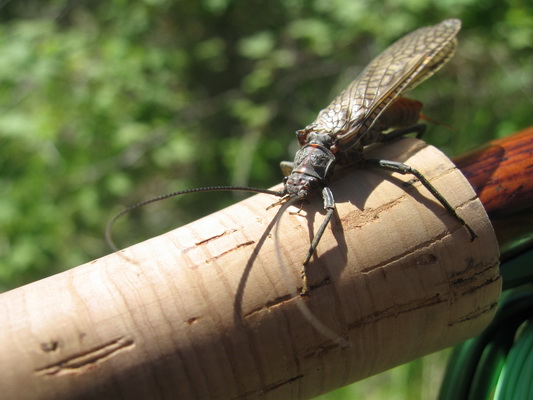 นี้ไอ้ตัวนี้ พี่เค๊าบอกว่ามันคือ stone flies 