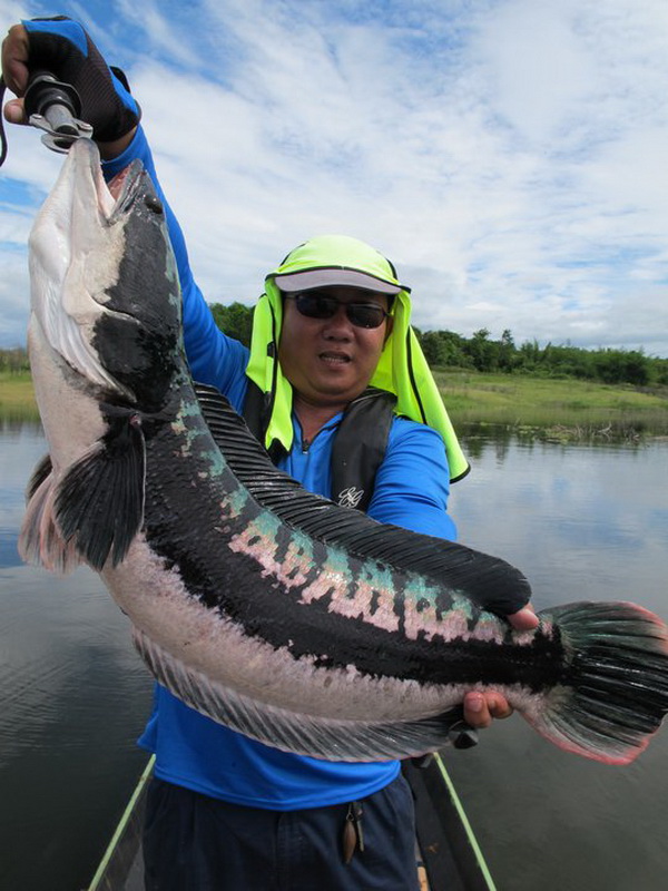 ยี๊ชะโดลาย...ตัวสุดท้ายส่งฤดูกาล