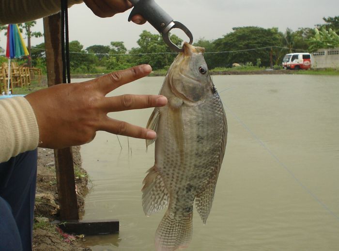 แต่ปลาก็ยังกินดีอยู่ครับ