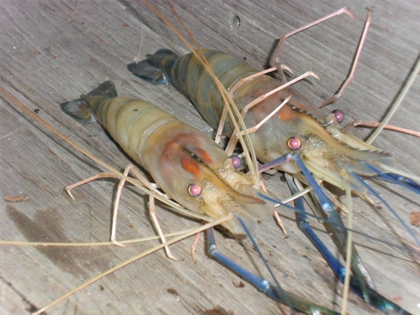 กุ้งสองพี่น้อง  ......  ท้ายเรือ

 :cheer: :cheer: :cheer: