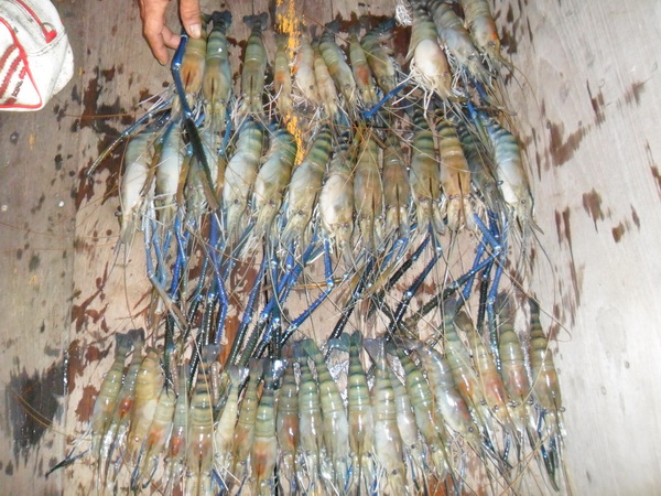 กุ้งรวมครับ....

 :cheer: :cheer: :cheer: :cheer: