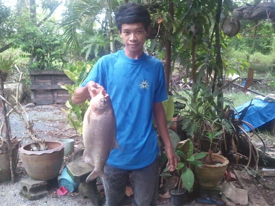 เปคู 2.5 kg