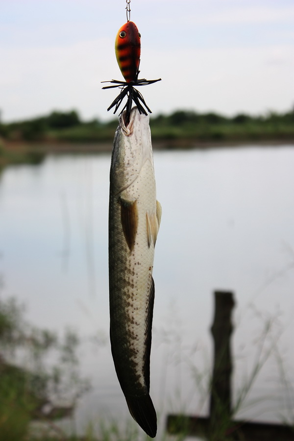 ส่งเหยื่อลงไปใหม่โดนอีก :laughing: :laughing: :cheer: