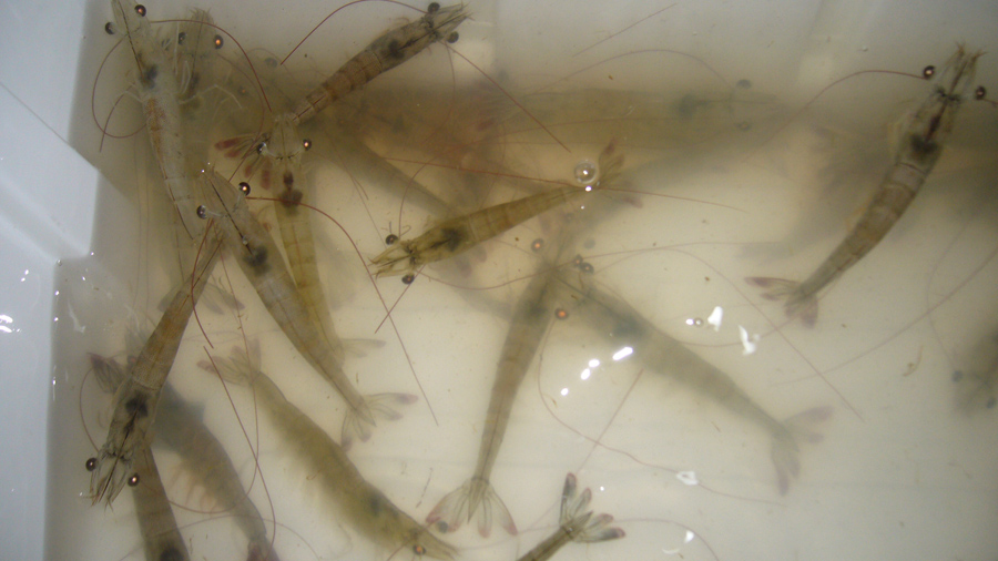  [b]กระสุนของเราครับ กุ้งขาวเป็นๆไว้สำหรับหาคู่ครองของเจ้าชายฯ[/b]