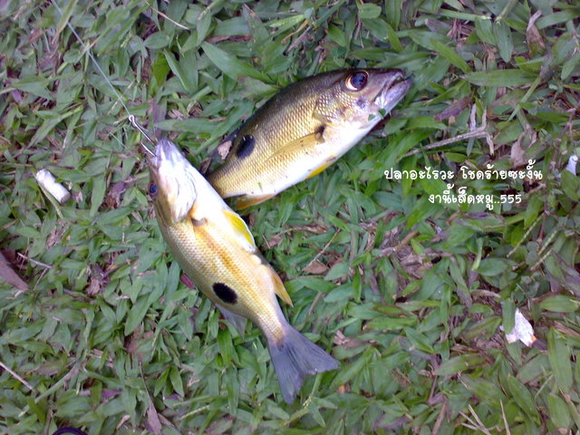 ขอเริ่มปลาน้ำกร่อย ก่อนนะครับ เล็กน้อยๆๆ

 :laughing: :laughing: :laughing: :laughing: