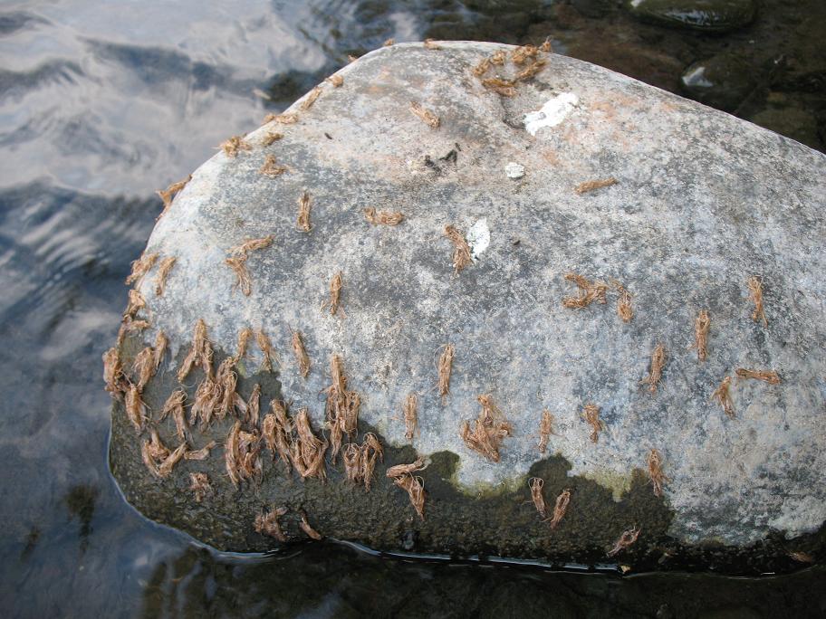 เหยื่อเป็นไรไปไม่ได้นอกจากcaddis pupa หนอนปลอกน้ำ