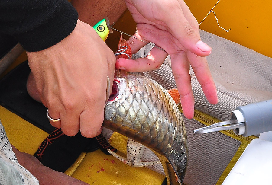 
Rapara Skitter Pop 9 FT ตัวนี้ เทพสุดๆครับ ติดทีเด