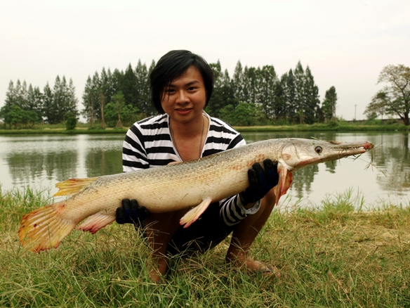 น้องผมก็เอา Alligator gar ขึ้นมา :umh: