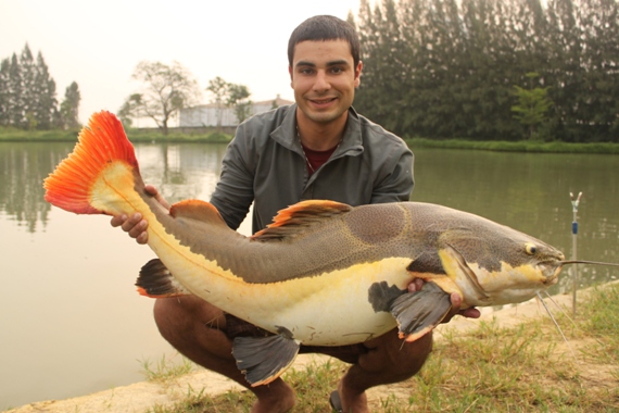 Adam วนไปวนมารอบบ่อจะเอา Arapaima ให้ได้โดน Redtail อีกแล้ว  :laughing: :laughing: :laughing: