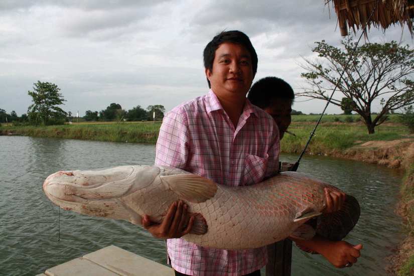 /////  ARAPAIMA ดอนมะเกลือฟิชชิ่งปาร์ค /////