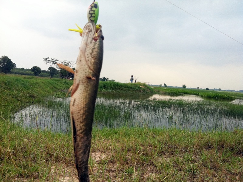 [q][i]อ้างถึง: fridaynoop posted: 27-06-2554, 15:12:15[/i]

ตามชมตามเชียร์ด้วยคนคร้าบบบบ   ป้าหนิง