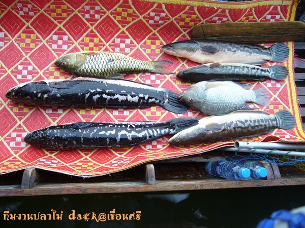 ผลงานของทีมงานปลาไม่  Daek  ครับ :cheer: :cheer: :ch
