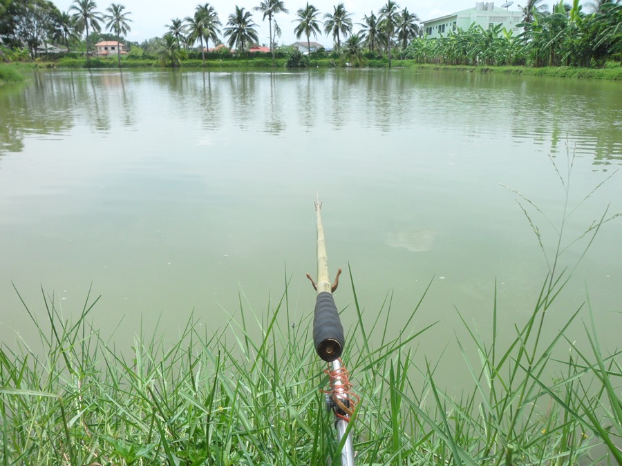 ของดีๆที่ธรรมชาติสร้างมานับวันนานเข้าจะยิ่งขาดคนสนใจ เหลียวแล ทั้งที่ราคาแสนถูก คันละ20บาทครับ