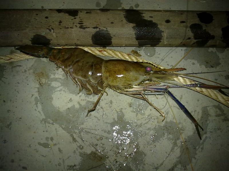 กุ้งคลอง ระยองฮิ 