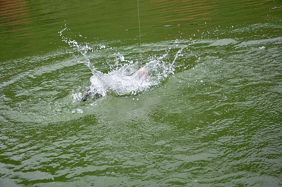 [q][i]อ้างถึง: manchesto posted: 29-06-2554, 15:11:56[/i]

อย่ายื่นปลาใกล้กล้องมากดิ....จะทิ่มตาอย