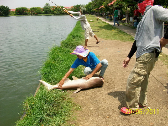 สวัสดีครับน้า     หนอนพิฆาต
และแล้ว น้าเค้าก็เอาขึ้นมาโชว์ก่อนเลย
เราก็เจอแต่สวาย (พอดีใช้ขนมปัง )