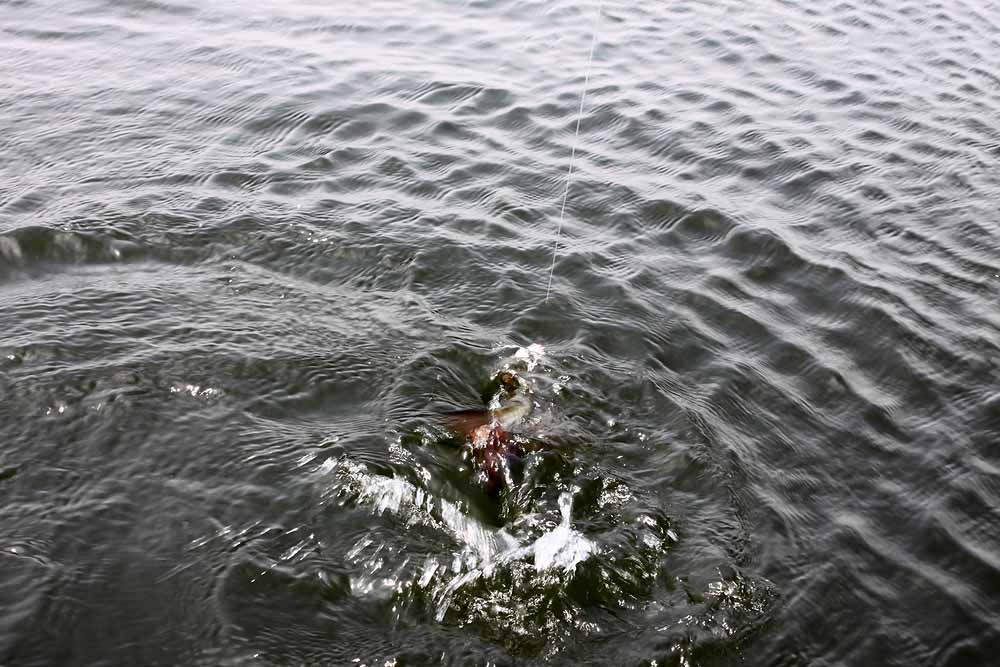 น้ำบานเลย..... :cheer: :cheer: :cheer: :cheer: :cheer:

สวัสดีครับน้า fishingjoke ครับ
สวัสดีครับ